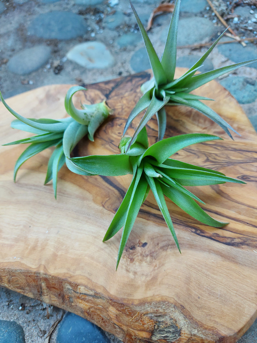 m*c様 Tillandsia brachyphylla Bromeliads in Australia - Tillandsia brachyphylla