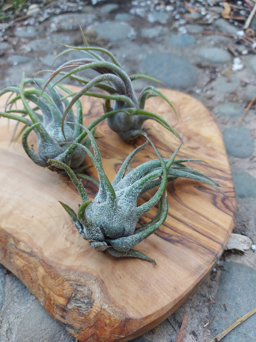 20221005_170526_1200x1200.jpg?