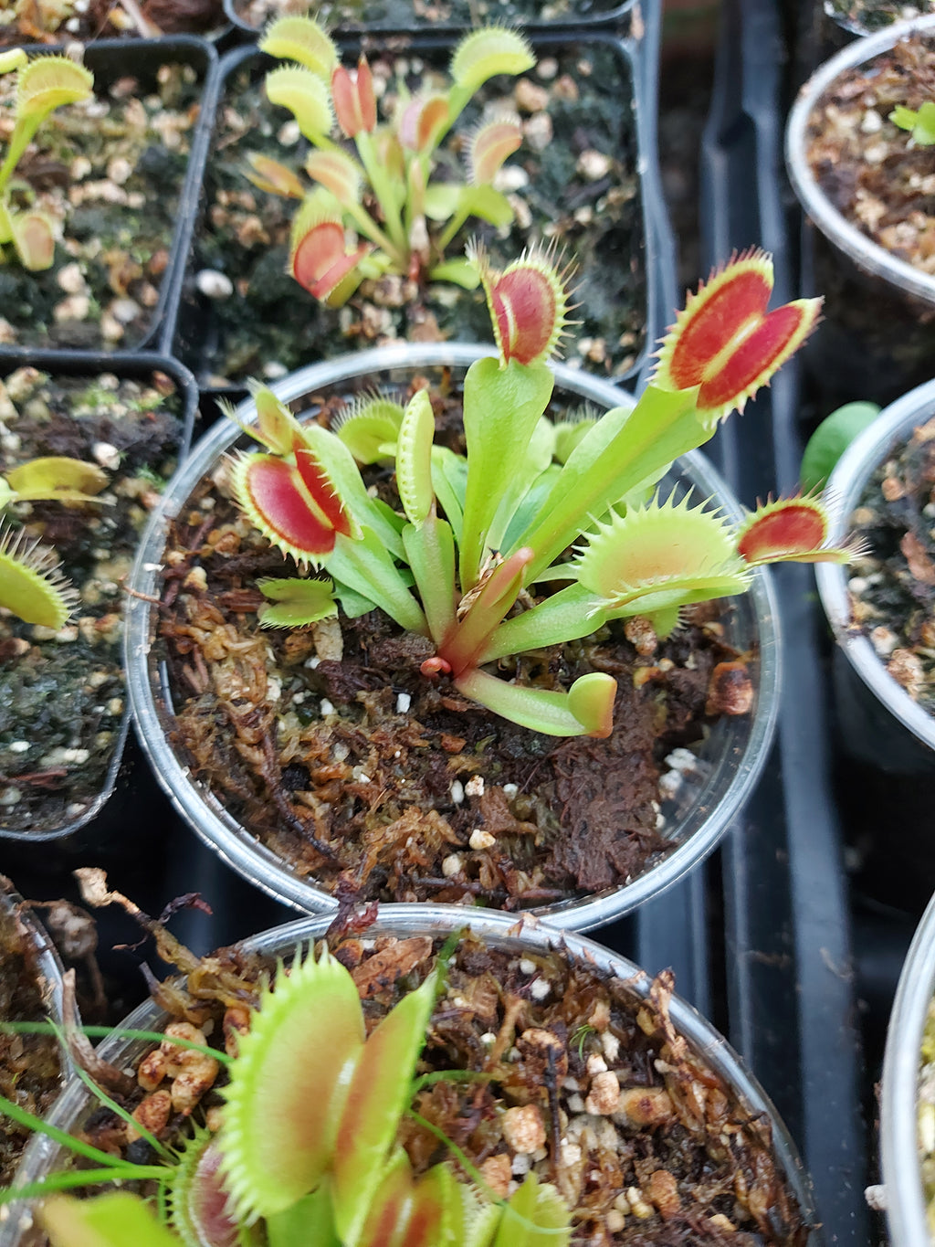 Dionea Muscipula (venus flytrap)