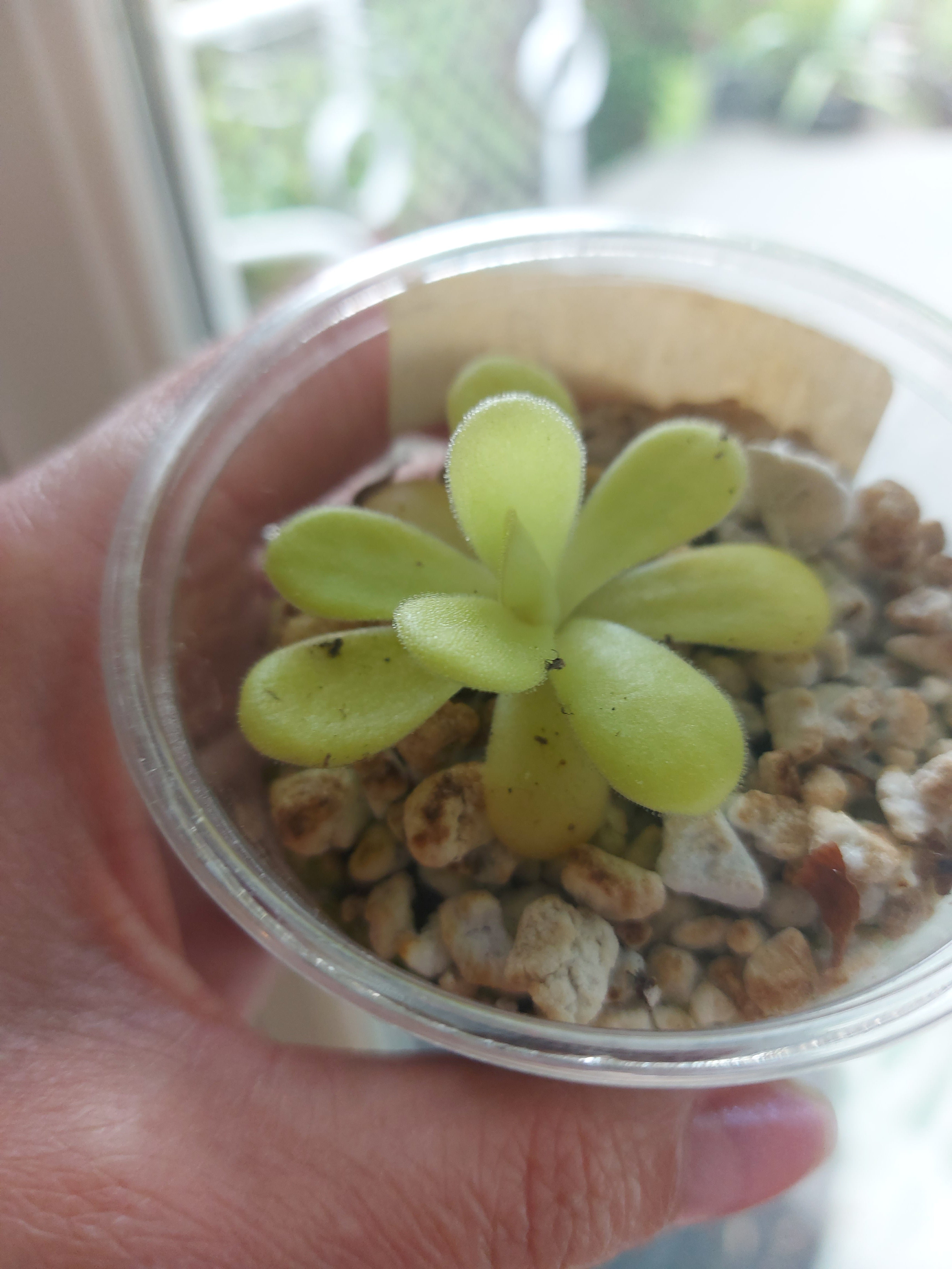 Pinguicula Agnata