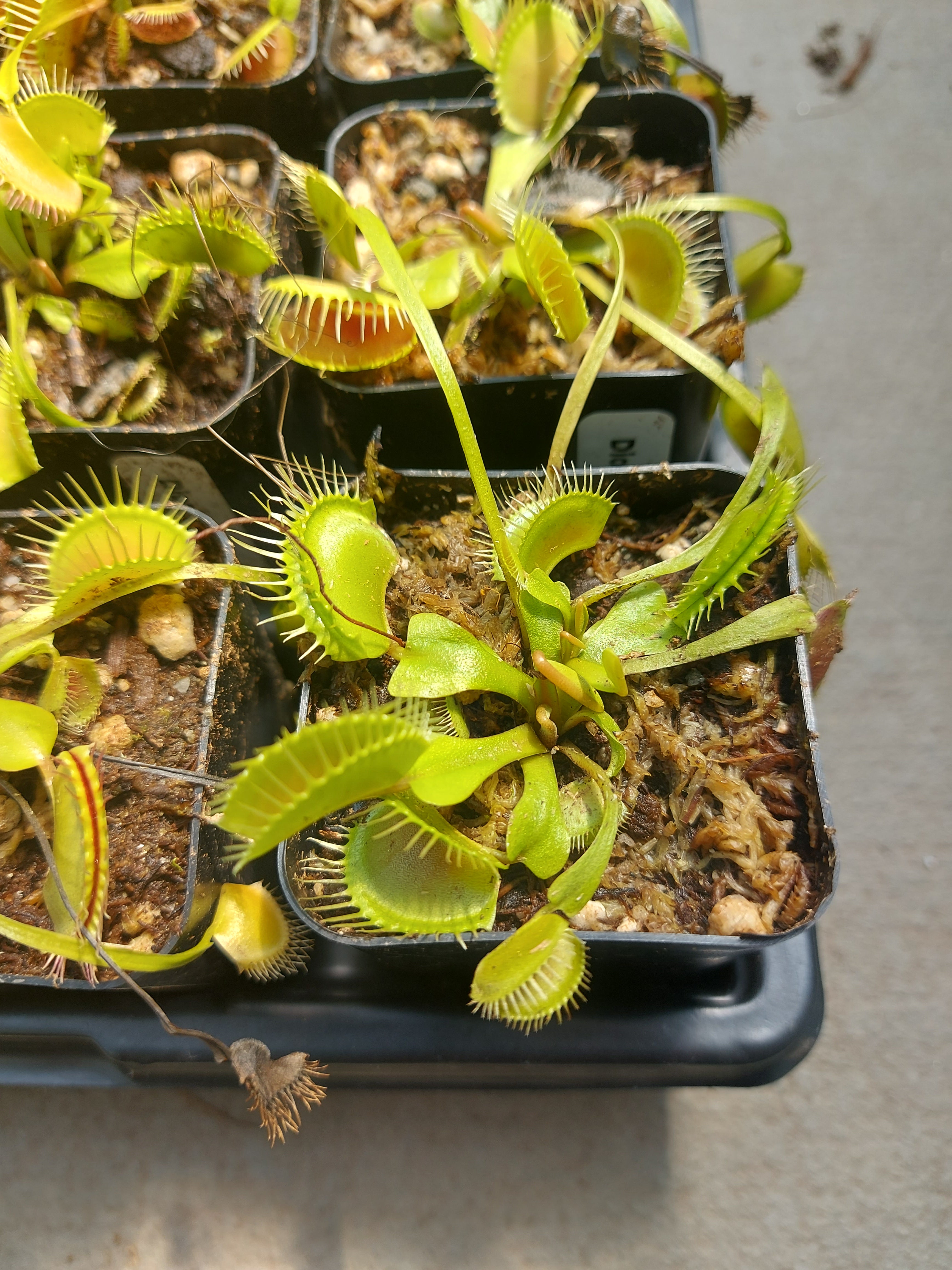 Dionaea Muscipula "Typical"