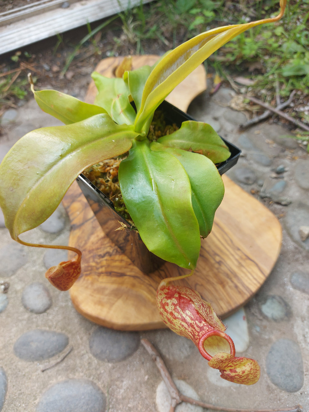Nepenthes "St. Gaya"