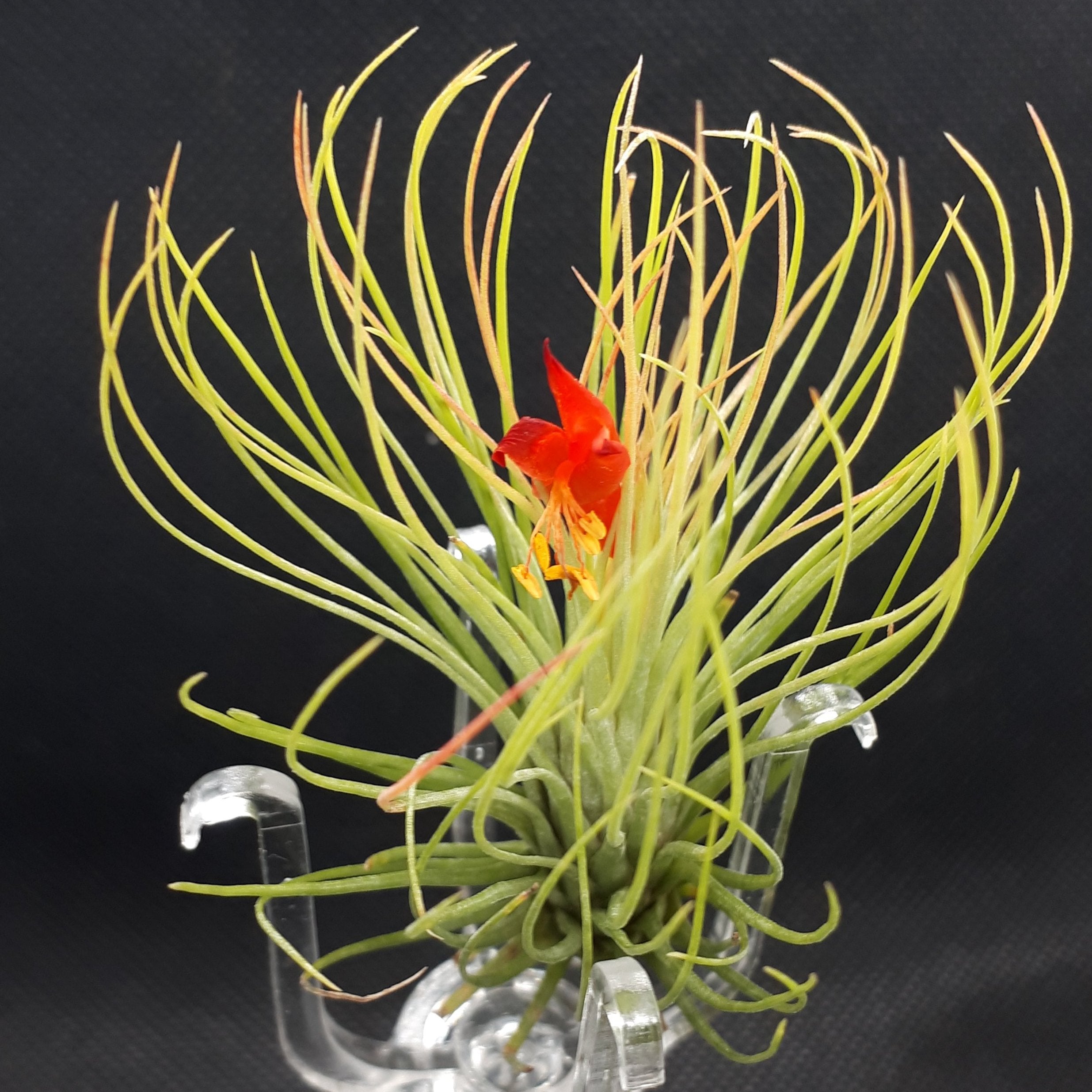 Tillandsia Andreana