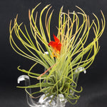 Tillandsia Andreana