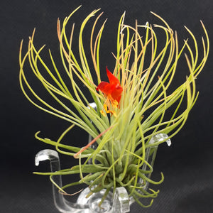 Tillandsia Andreana