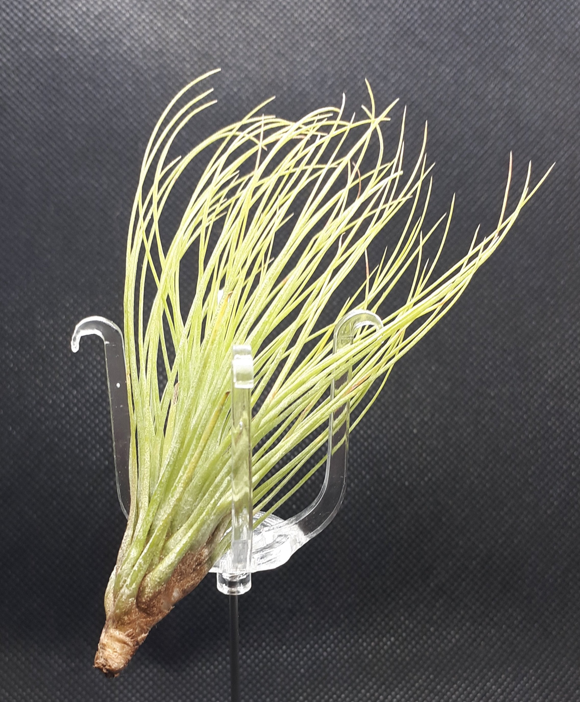 Tillandsia Andreana