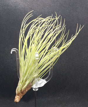 Tillandsia Andreana