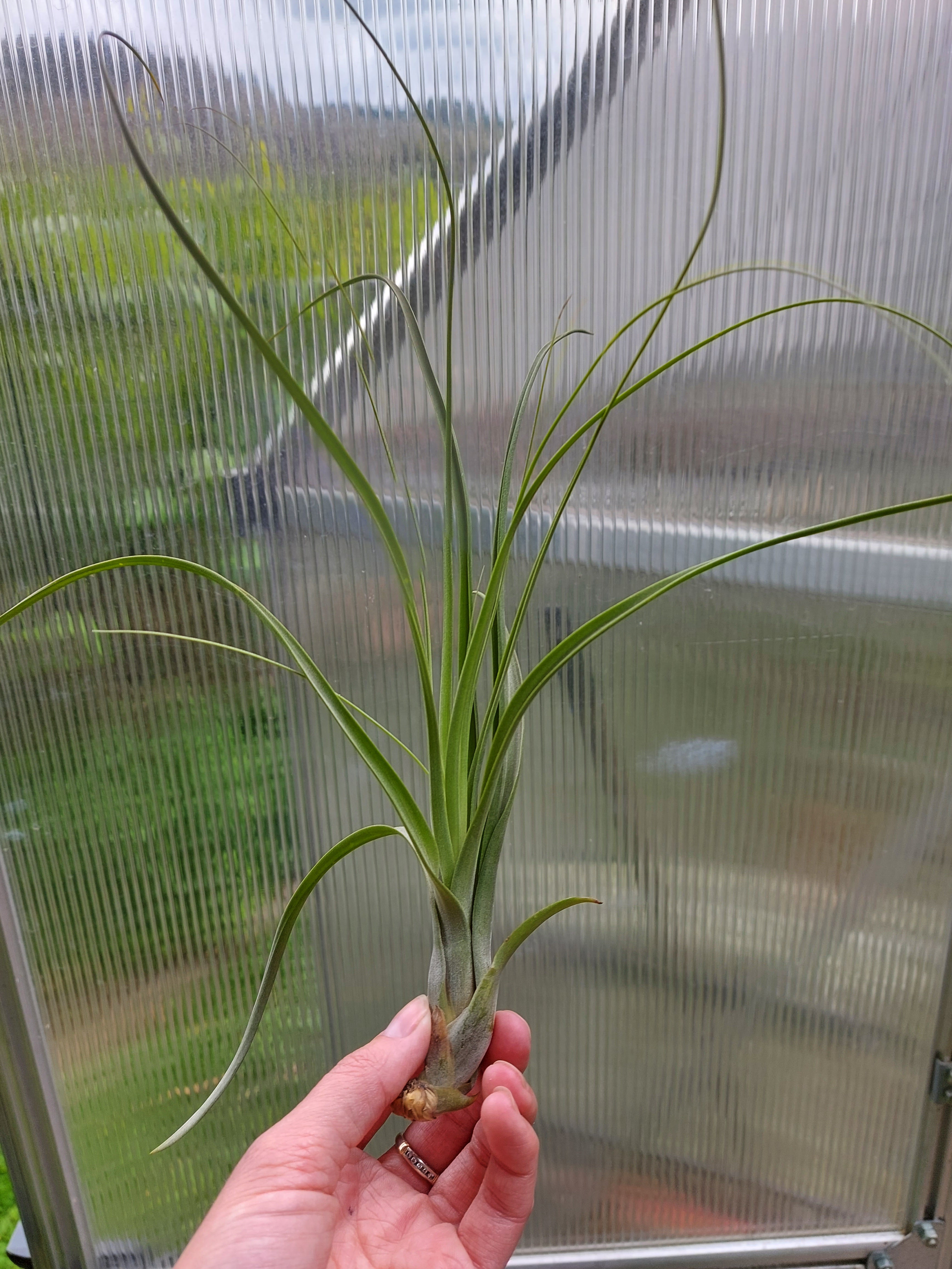 balbisiana air plant Tillandsia Balbisiana – Sister Freshest