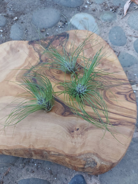 Tillandsia Filifolia Large – Sister Freshest