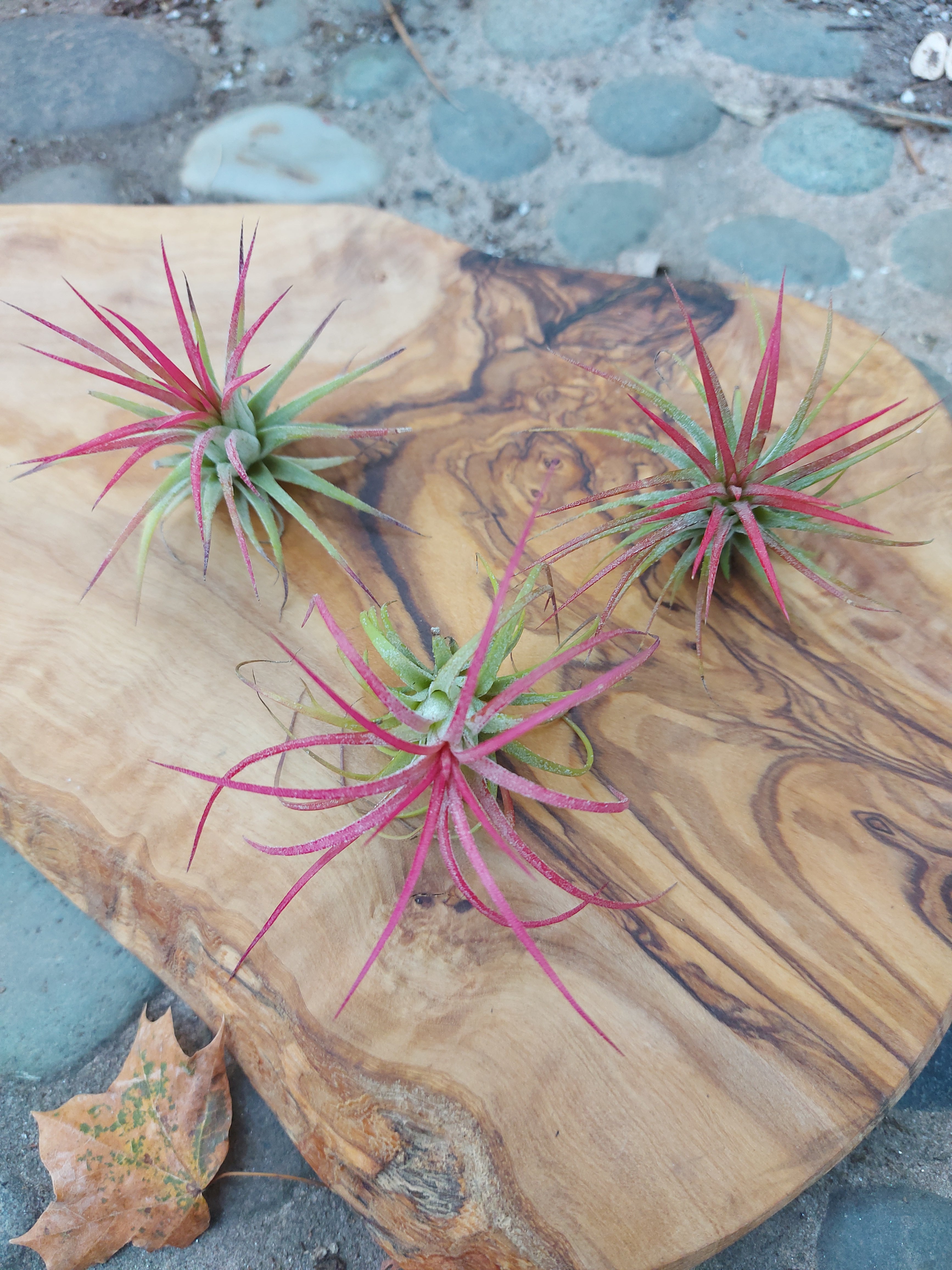 Tillandsia Ionantha Fuego Medium