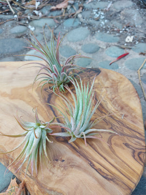 Tillandsia Ionantha Rubra
