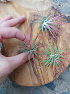 Tillandsia Ionantha Rubra