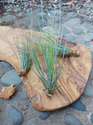 Tillandsia Juncifolia