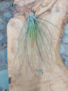 Tillandsia Juncifolia