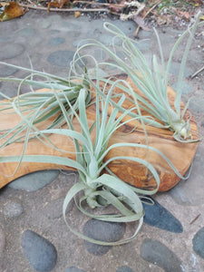 Tillandsia Straminea