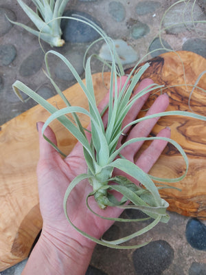 Tillandsia Straminea