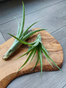 Tillandsia Flabellata Rubra