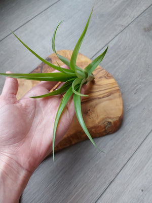 Tillandsia Flabellata Rubra