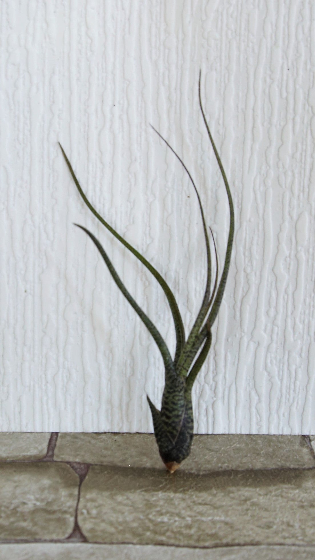 Tillandsia Butzii Small
