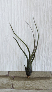 Tillandsia Butzii Small