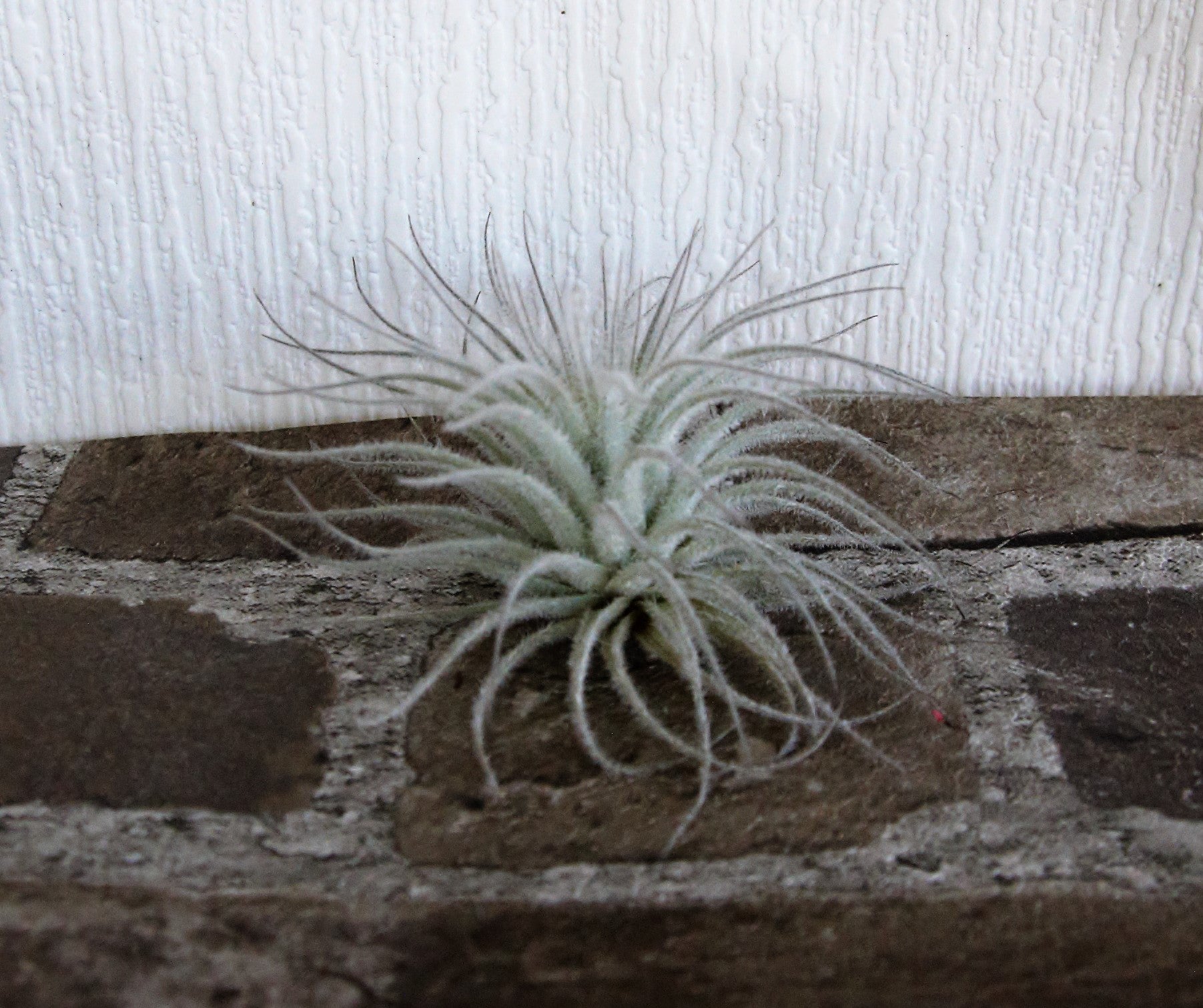 Tillandsia Tectorum Medium